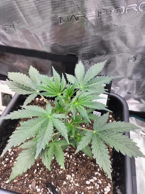 Gorilla Auto. Week 3