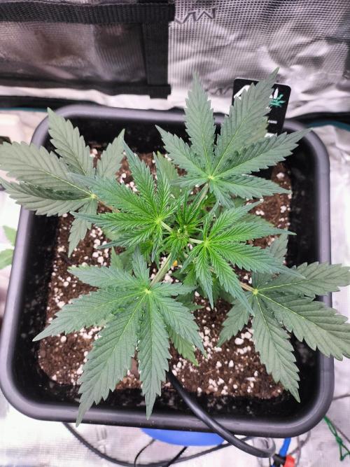 Gorilla Auto. Week 3