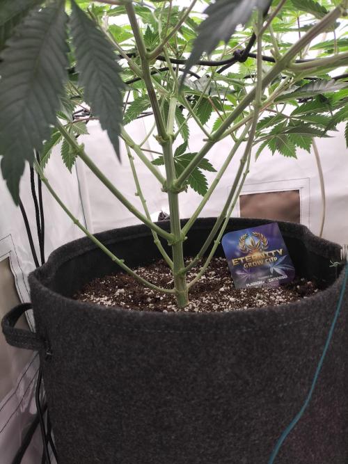 Sticky Broccoli - Eternity Cup 2026. Week 7