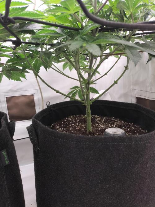 Sticky Broccoli - Eternity Cup 2026. Week 7