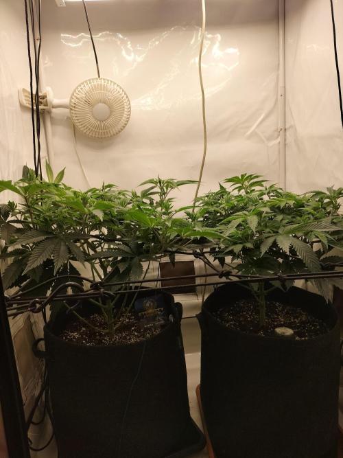 Sticky Broccoli - Eternity Cup 2026. Week 7