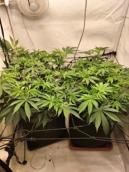 Sticky Broccoli - Eternity Cup 2026. Week 7