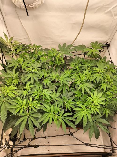 Sticky Broccoli - Eternity Cup 2026. Week 7