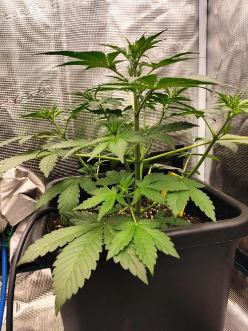 LSD25 Auto. Week 4