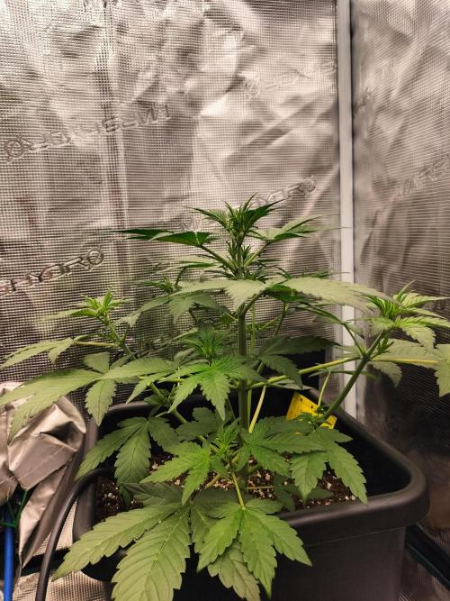 LSD25 Auto. Week 4