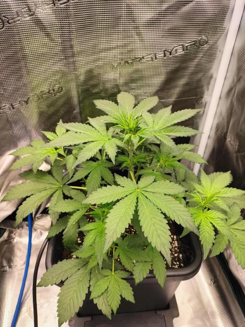 LSD25 Auto. Week 4