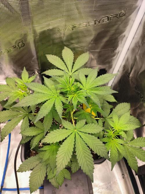 LSD25 Auto. Week 4