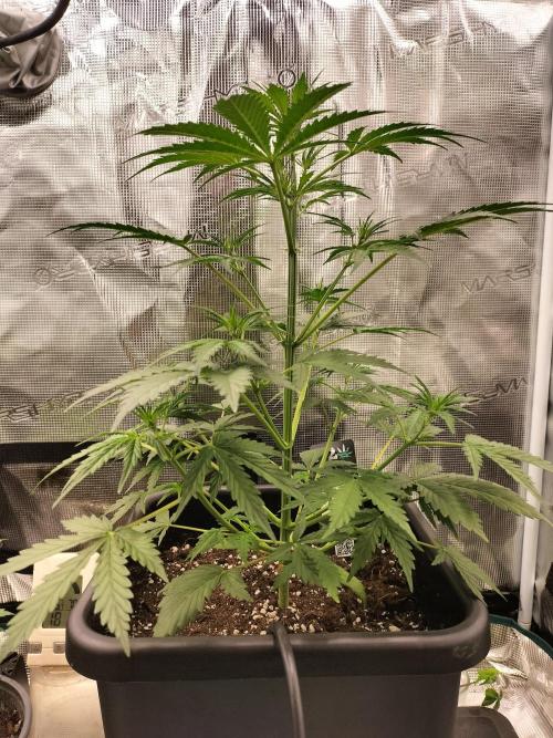 Gorilla Auto. Week 4