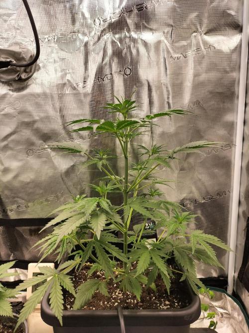 Gorilla Auto. Week 4