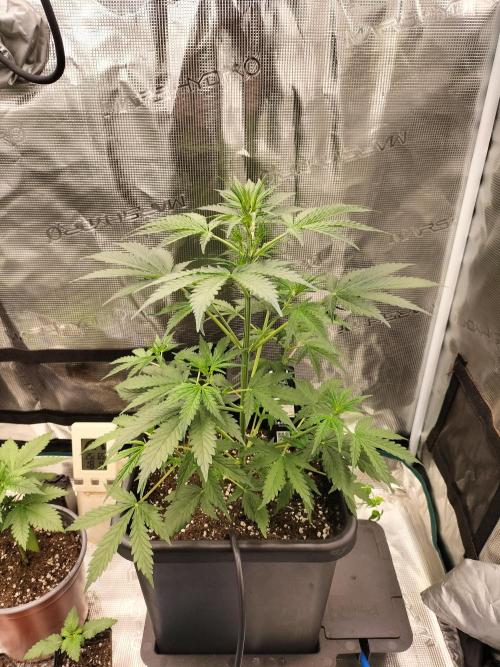 Gorilla Auto. Week 4