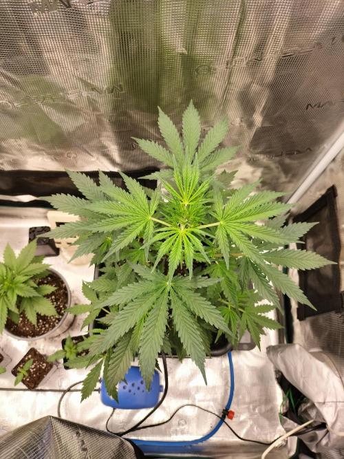 Gorilla Auto. Week 4