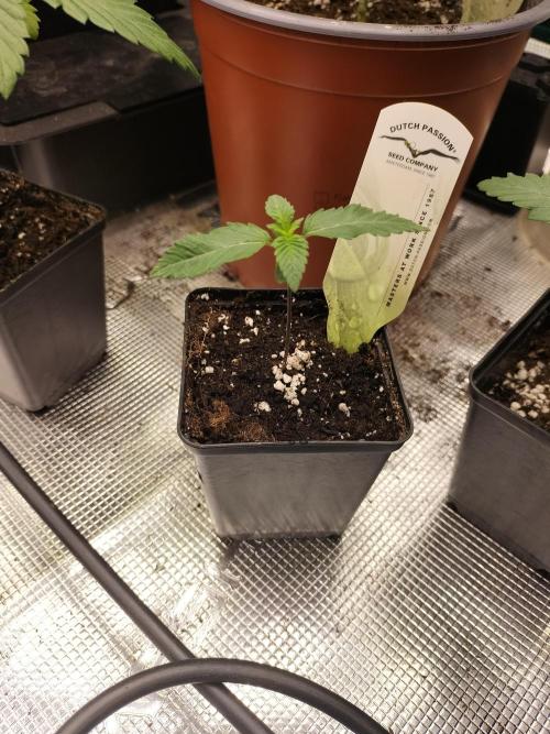 Tropical Ice Cream. Week 1