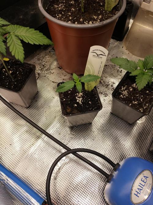 Tropical Ice Cream. Week 1