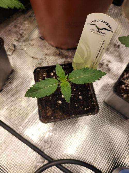 Tropical Ice Cream. Week 1