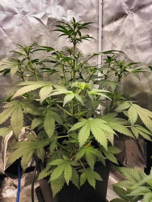 LSD25 Auto. Week 5