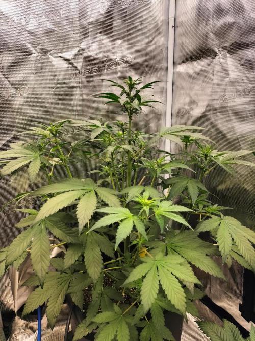 LSD25 Auto. Week 5