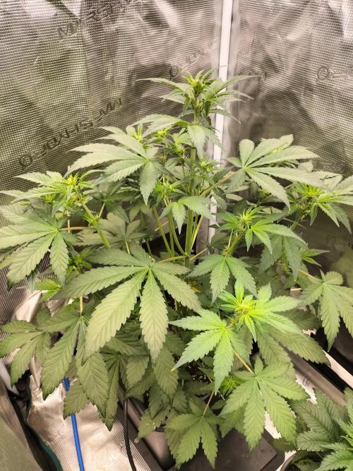 LSD25 Auto. Week 5