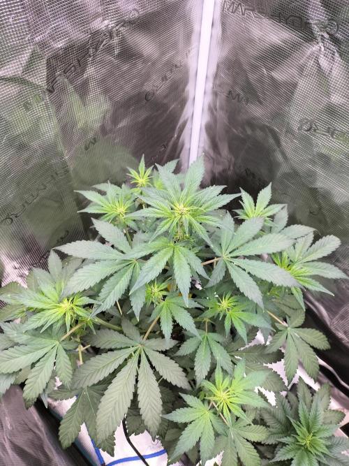 LSD25 Auto. Week 5