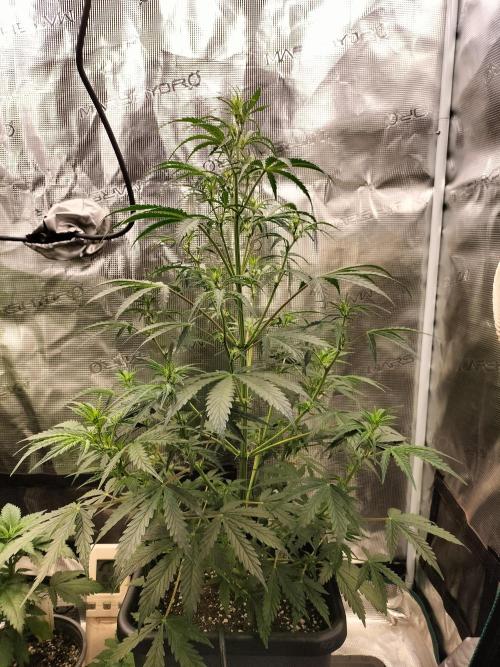Gorilla Auto. Week 5