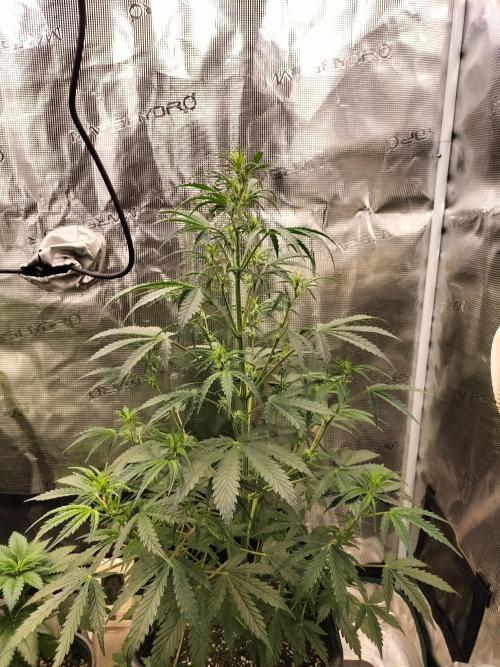 Gorilla Auto. Week 5