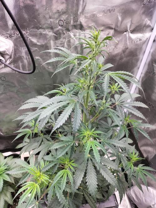 Gorilla Auto. Week 5