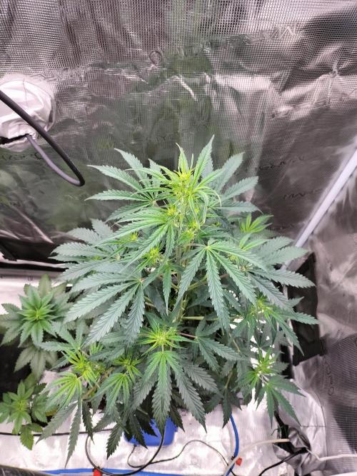 Gorilla Auto. Week 5