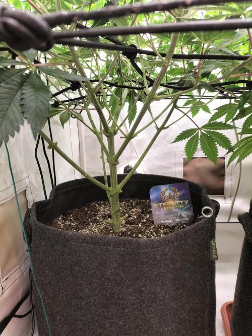 Sticky Broccoli - Eternity Cup 2026. Week 8