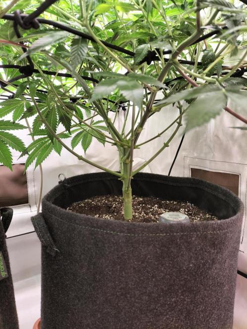 Sticky Broccoli - Eternity Cup 2026. Week 8