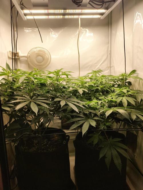 Sticky Broccoli - Eternity Cup 2026. Week 8
