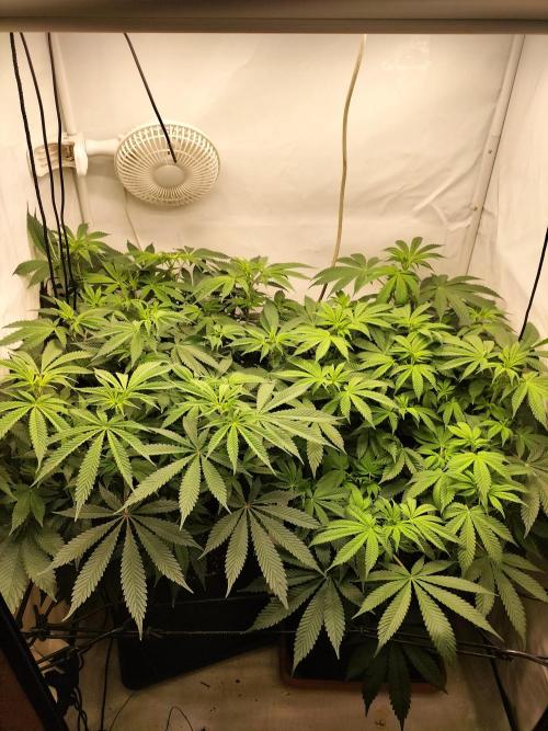 Sticky Broccoli - Eternity Cup 2026. Week 8