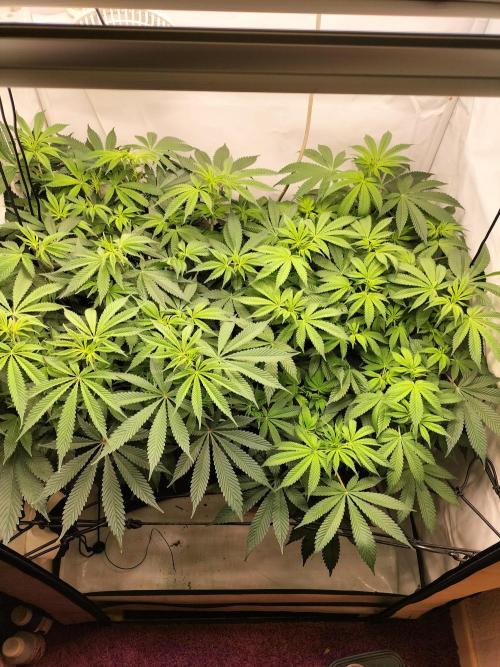 Sticky Broccoli - Eternity Cup 2026. Week 8