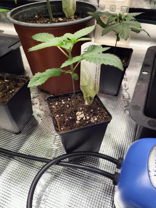 Tropical Ice Cream. Week 2