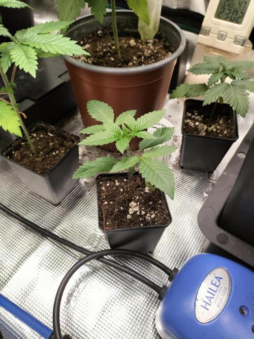Tropical Ice Cream. Week 2
