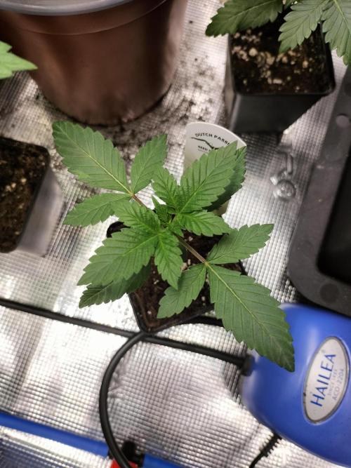Tropical Ice Cream. Week 2