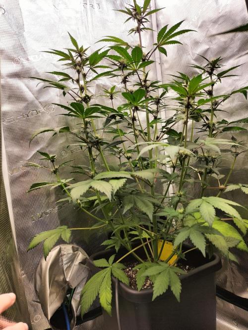 LSD25 Auto. Week 6