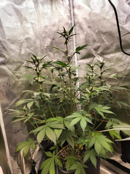 LSD25 Auto. Week 6