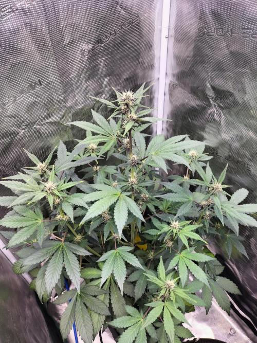 LSD25 Auto. Week 6