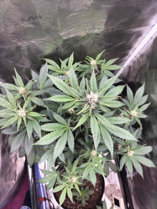 LSD25 Auto. Week 6