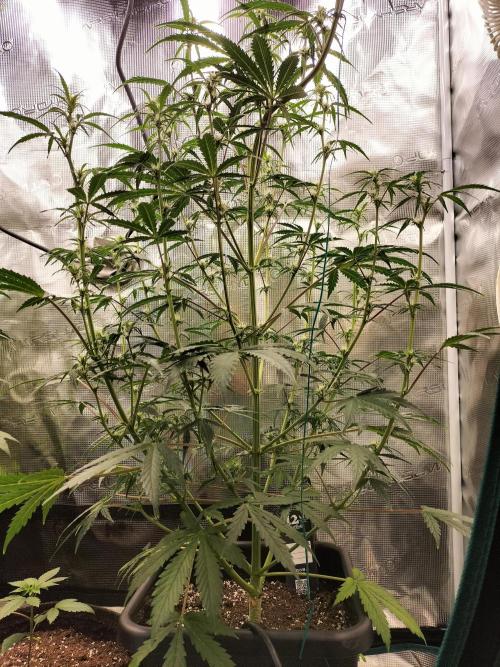Gorilla Auto. Week 6