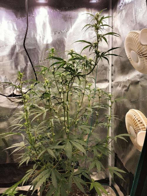 Gorilla Auto. Week 6