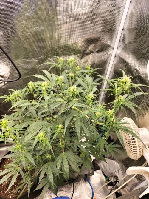 Gorilla Auto. Week 6