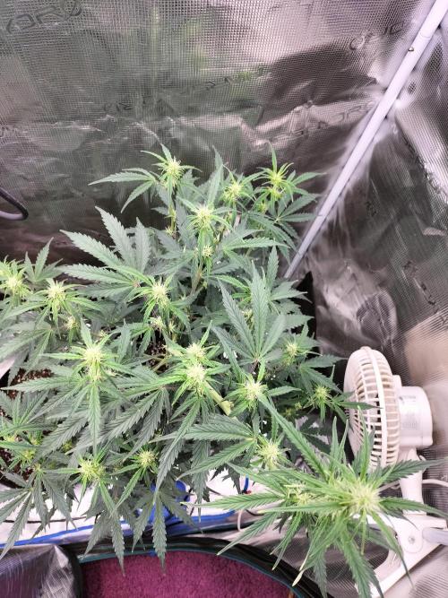 Gorilla Auto. Week 6