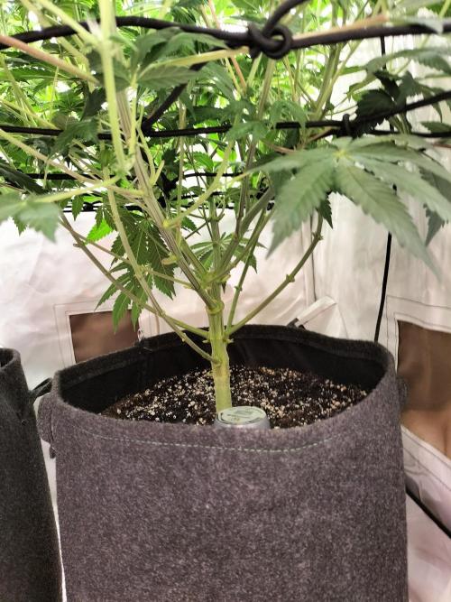 Sticky Broccoli - Eternity Cup 2026. Week 9