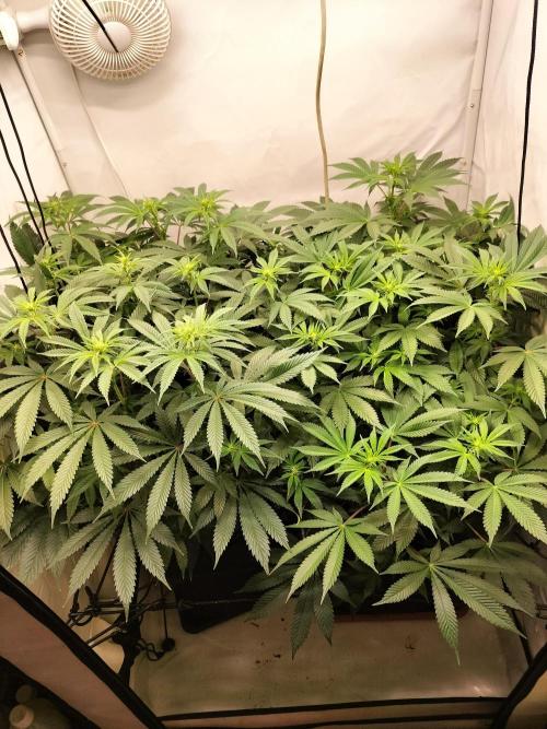 Sticky Broccoli - Eternity Cup 2026. Week 9