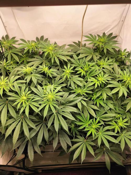 Sticky Broccoli - Eternity Cup 2026. Week 9