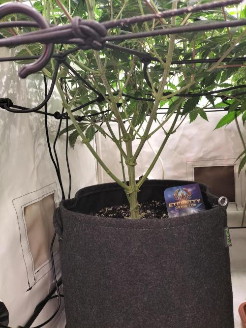Sticky Broccoli - Eternity Cup 2026. Week 9