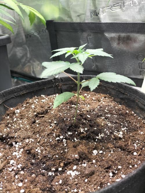 Tropical Ice Cream. Week 3