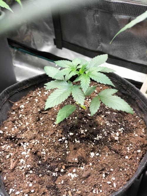 Tropical Ice Cream. Week 3