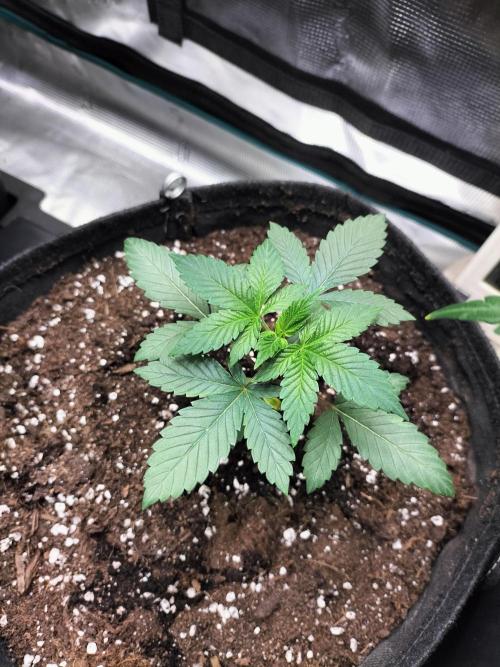 Tropical Ice Cream. Week 3