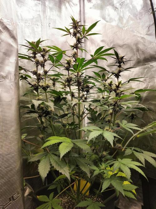 LSD25 Auto. Week 7